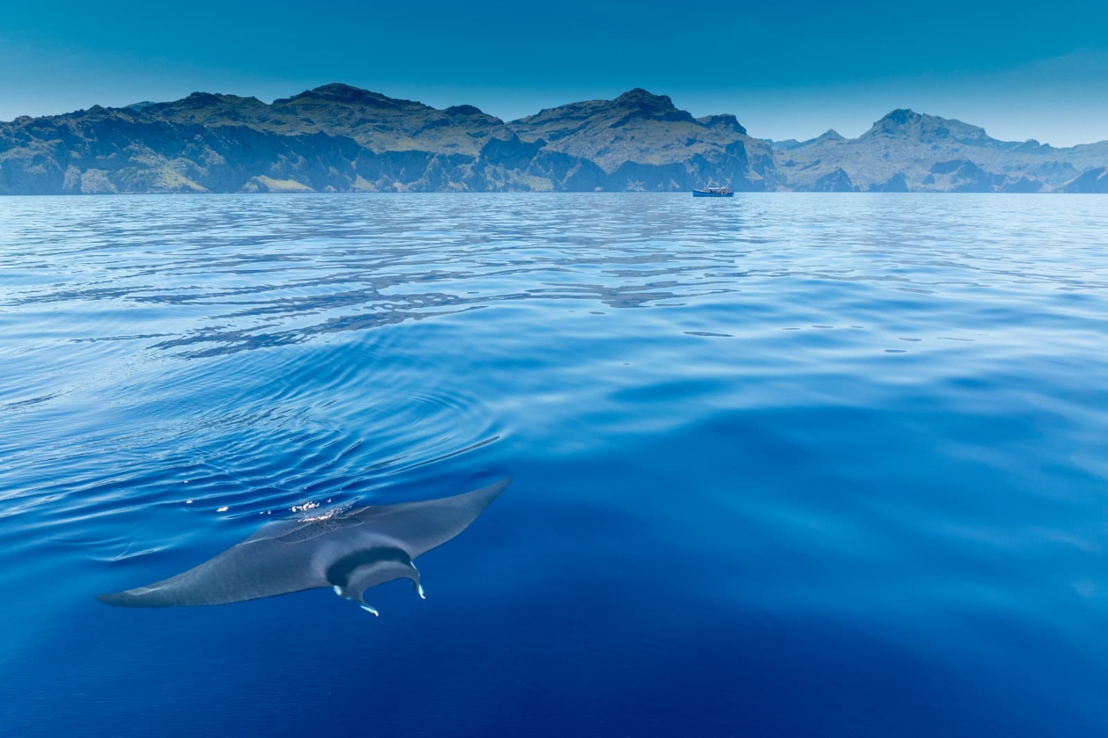 Stunning manta ray hovering off the rocky Tramuntana coast in Mallorca